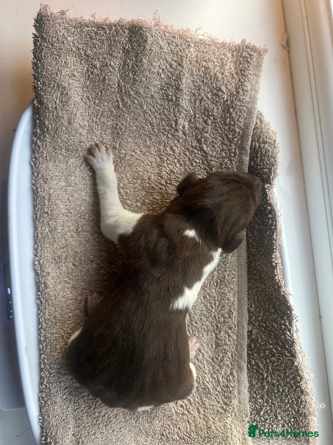 German Shorthaired Pointer dogs for sale: Beautiful KC reg German Shorthaired Pointer Pups - Image 17