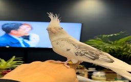 Cockatiels birds for sale: Stunning show worthy cockatiel for sale - Image 3
