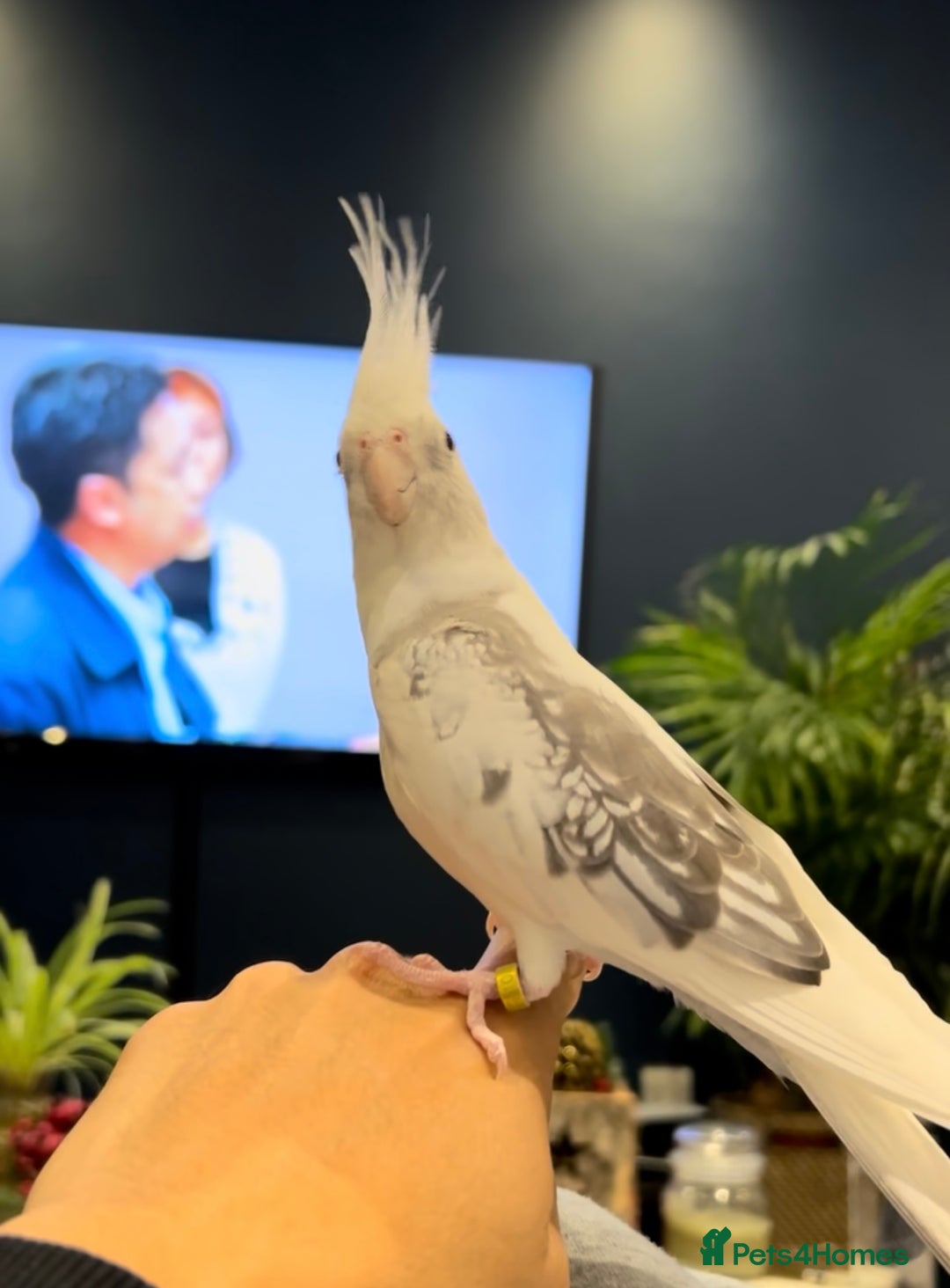 Cockatiels birds for sale: Stunning show worthy cockatiel for sale - Image 3