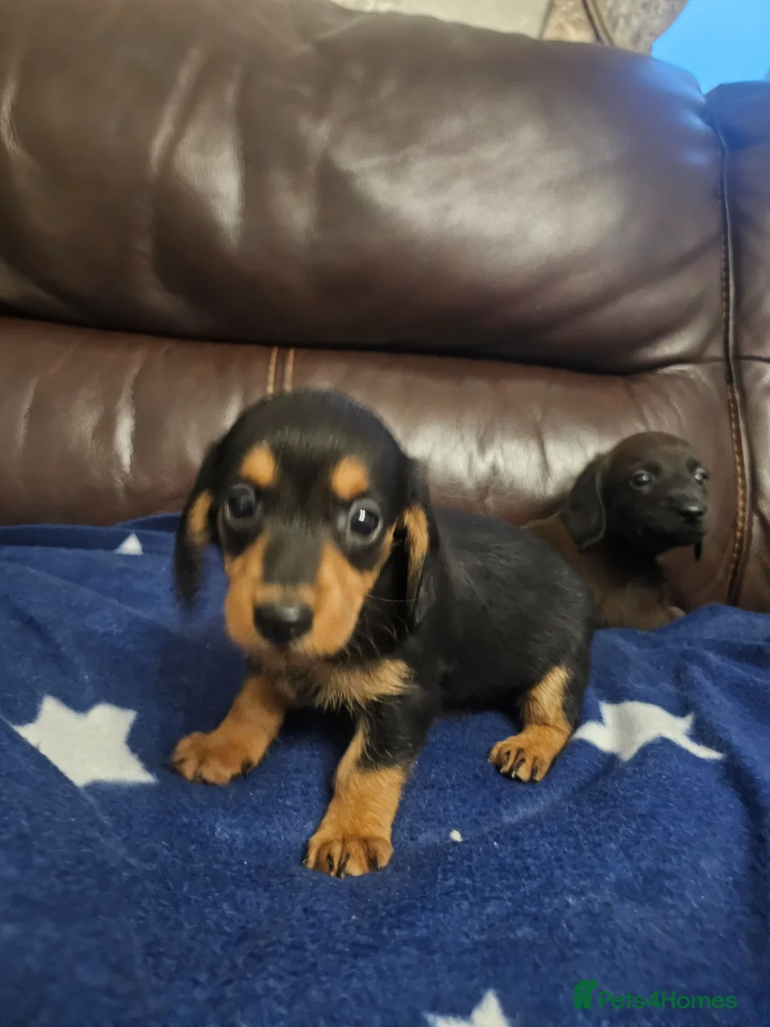 Doxiepoo dogs for sale: Doxiepoo puppies - Advert 11