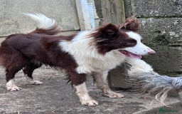 Border Collie dogs for sale: Border Collie puppies for sale - Image 18