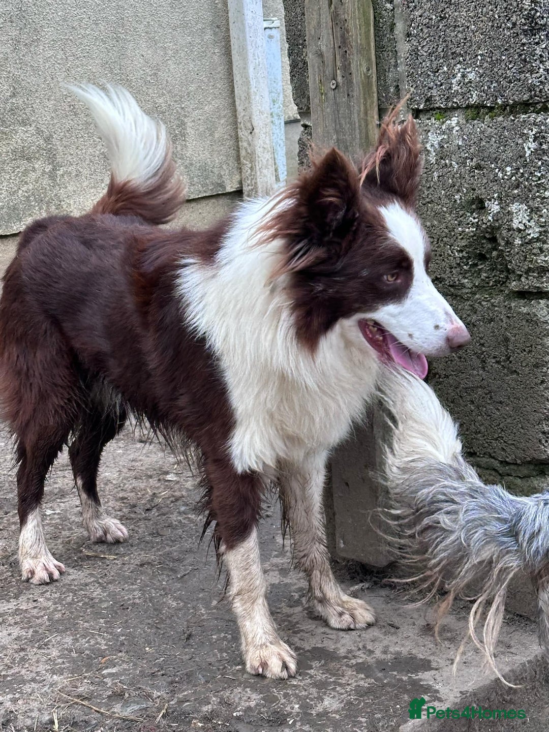 Border Collie dogs for sale: Border Collie puppies for sale - Image 18