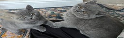 British Shorthair cats for sale: Beautiful British shorthair kittens  - Advert 7