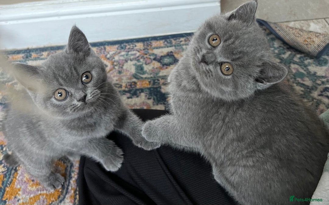 British Shorthair cats for sale: Beautiful British shorthair kittens  - Advert 7