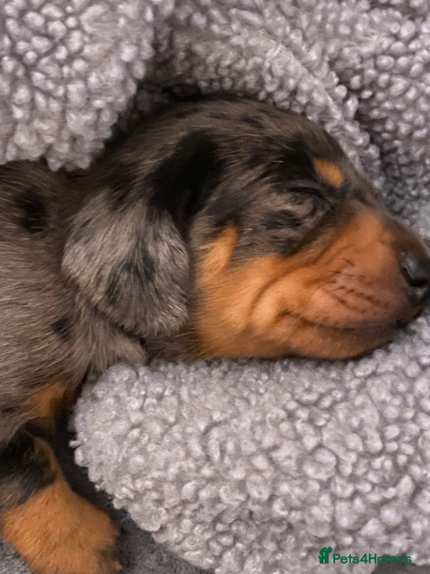 Dachshund dogs Tri silver dapple dachshunds ❤️ - Advert 4