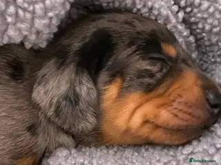 Dachshund dogs Tri silver dapple dachshunds ❤️ - Advert 4