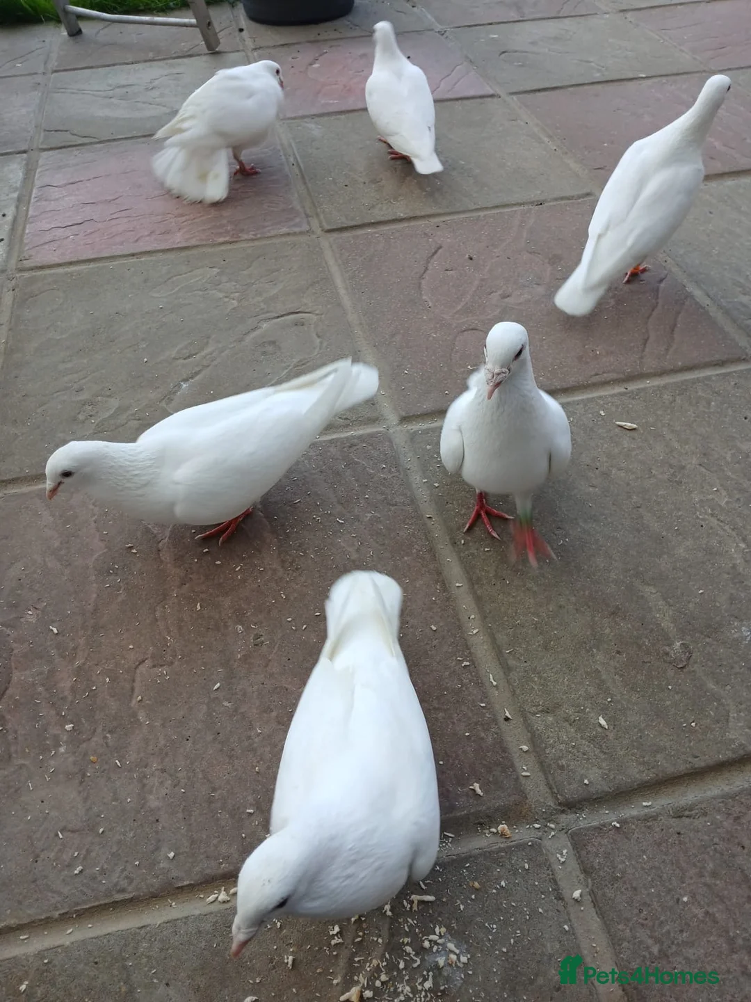 Pigeons birds for sale: White homing  pigeons  - Advert 5