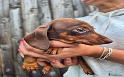 Miniature Dachshund dogs for sale: Miniature smooth haired dachshunds  - Image 8