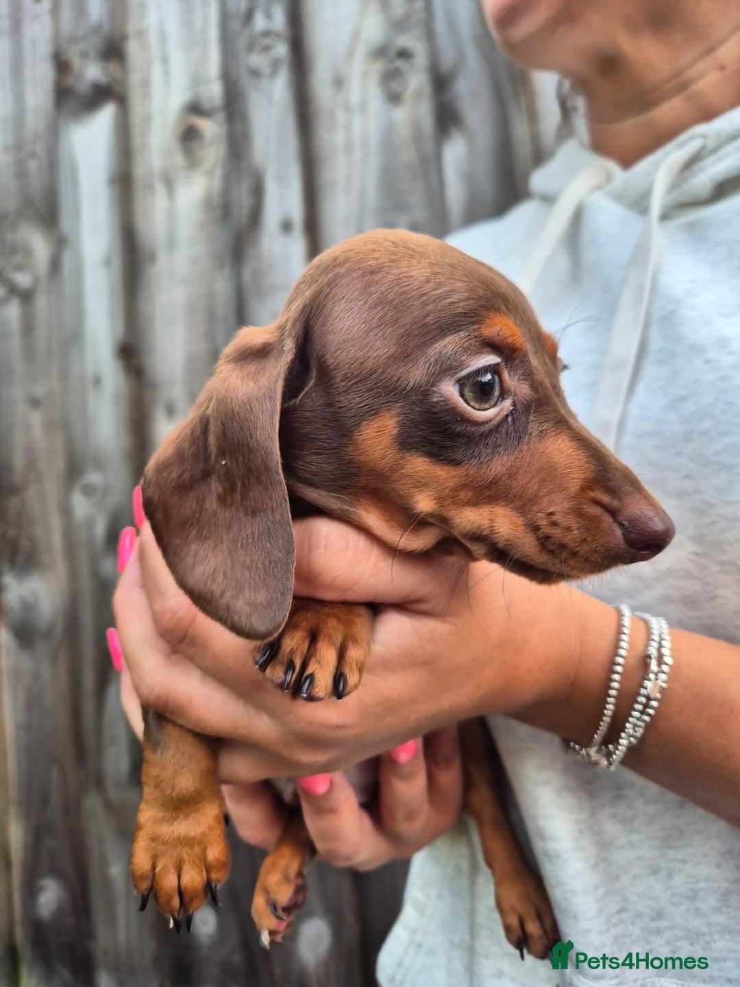 Miniature Dachshund dogs for sale: Miniature smooth haired dachshunds  - Image 8