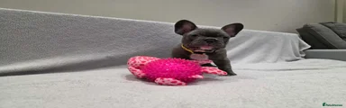 French Bulldog Puppy 1