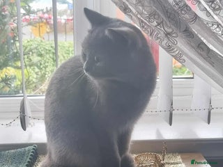 British Shorthair cats British shorthair - Advert 15