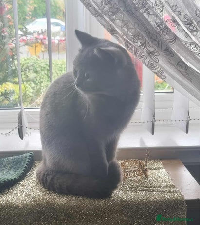 British Shorthair cats - Advert 7