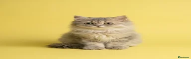 British Longhair 1