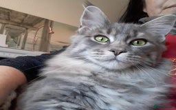 Maine Coon cats for sale: Stunning poly/non poly Maine coin kittens - Image 11