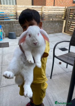 Mini Lop rabbits Bonded sisters  - Advert 1