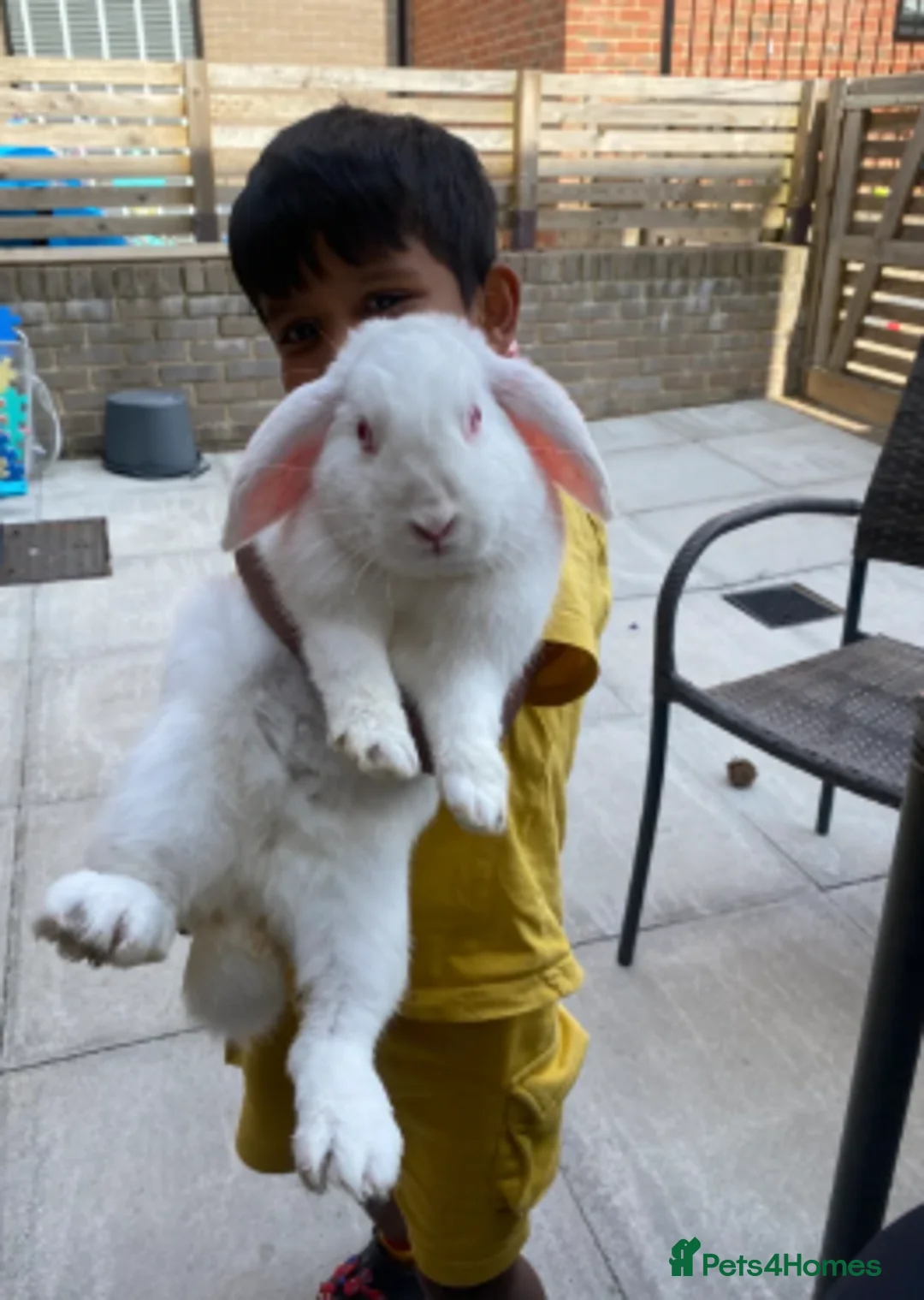 Mini Lop rabbits for sale: Bonded sisters  - Advert 1