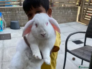 Mini Lop rabbits Bonded sisters - Advert 1