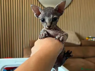 Sphynx cats BAMINO SPHYNX FEMALE - Advert 2
