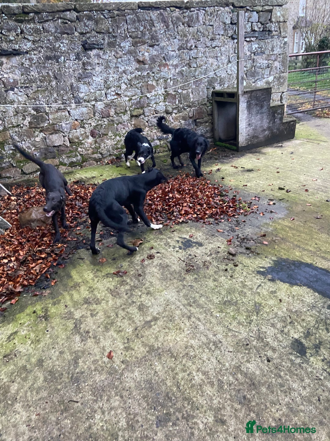 Mixed Breed dogs for sale: Collie x Huntaway pups - Advert 10