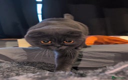 Scottish Fold cats for sale: 💎 TICA ACTIVE 🏆 SCOTTISH FOLD QUEEN 👑 - Image 5