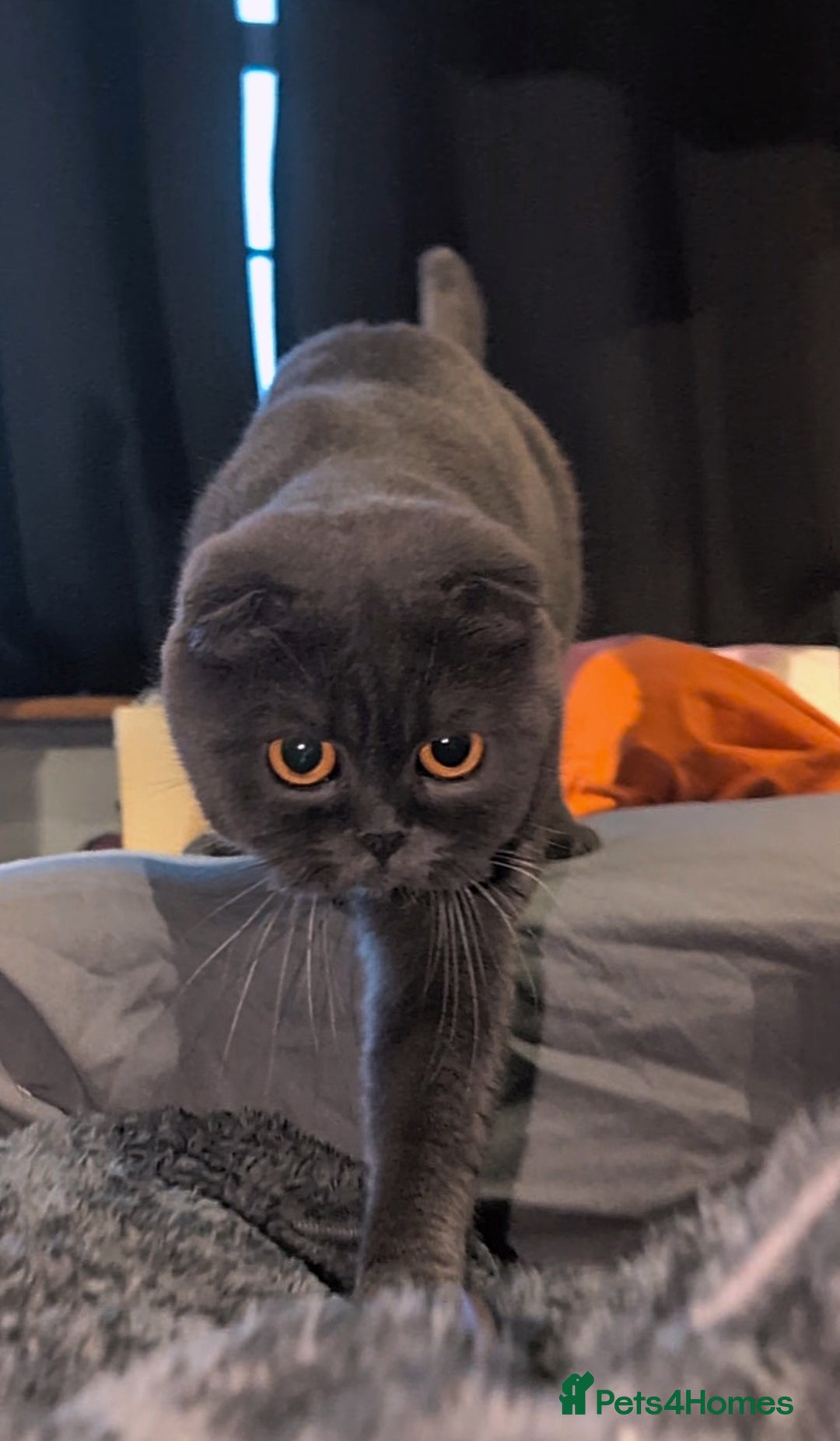 Scottish Fold cats for sale: 💎 TICA ACTIVE 🏆 SCOTTISH FOLD QUEEN 👑 - Image 5