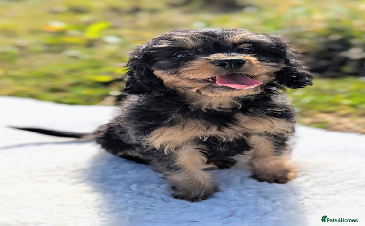 Cavapoo dogs - Advert 5