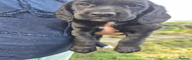 Cockerdor 3