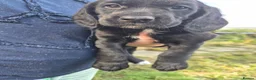 Cockerdor dogs for sale: Cockerdor puppies for sale  - Advert 5