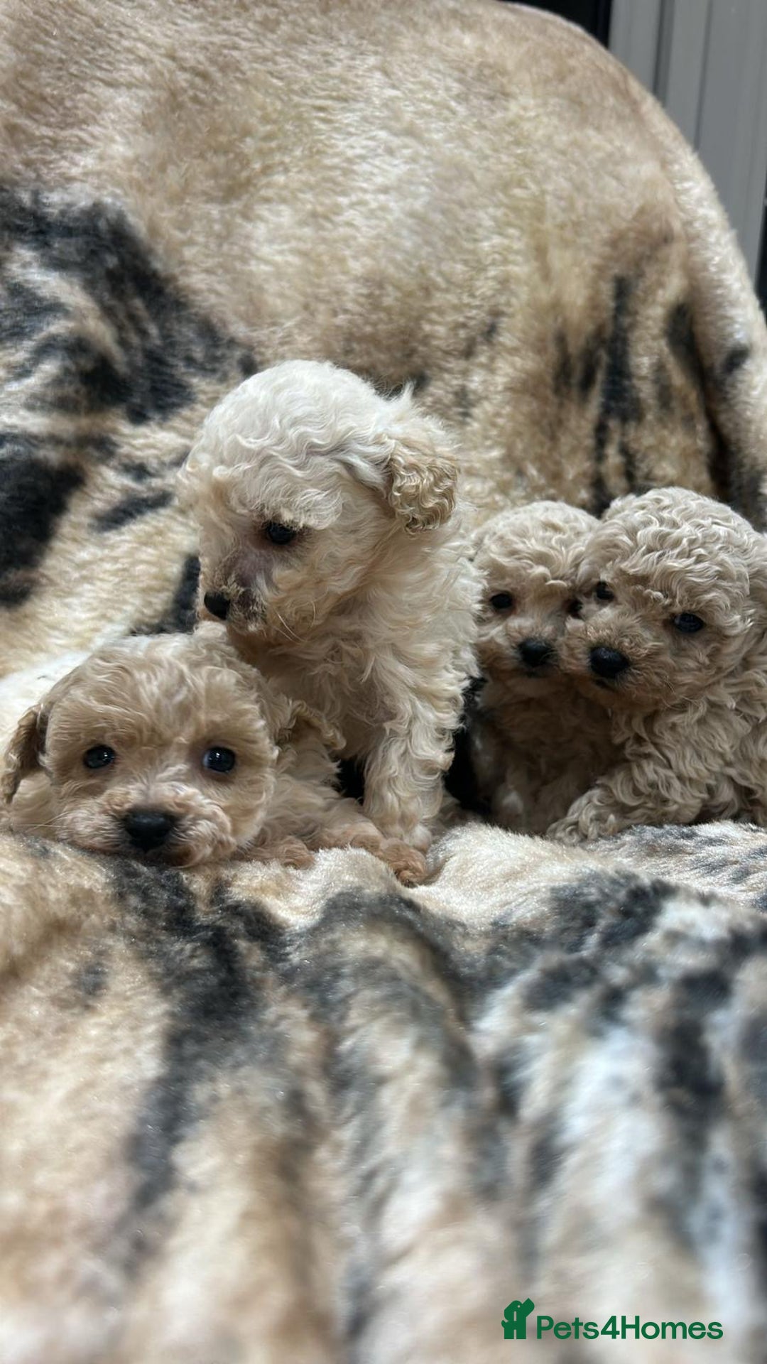 Toy Poodle dogs for sale: Two male Beautiful toy poodles  - Advert 5