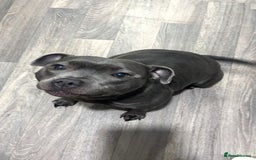 Staffordshire Bull Terrier dogs for sale: Blue Staffordshire Bull Terrier ready now  - Image 6