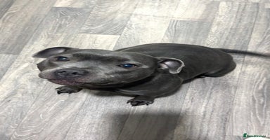 Staffordshire Bull Terrier dogs - Advert 3