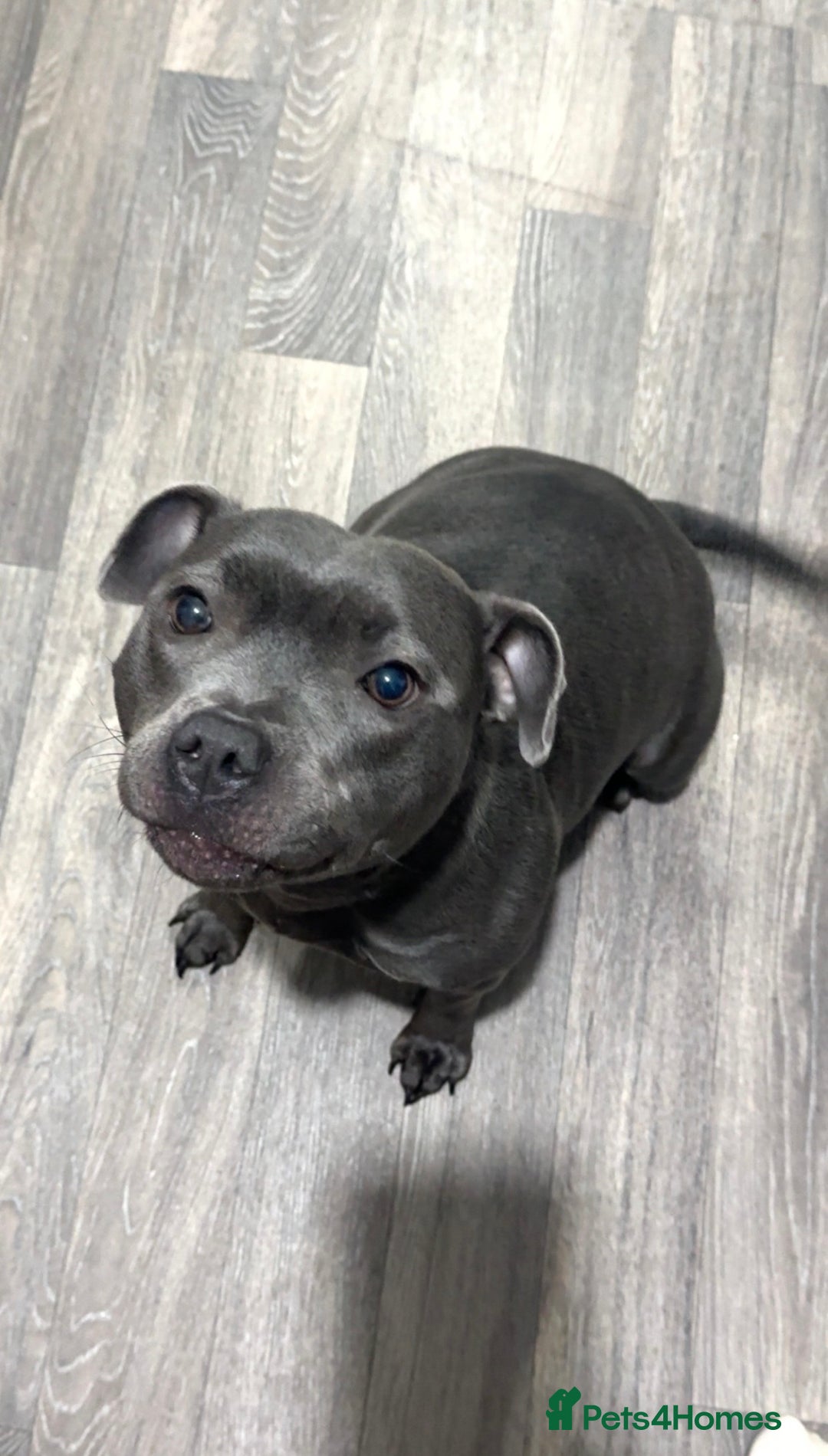 Staffordshire Bull Terrier dogs for sale: Blue Staffordshire Bull Terrier ready now  - Image 6