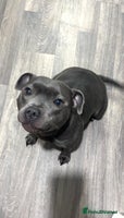 Staffordshire Bull Terrier dogs - Advert 3
