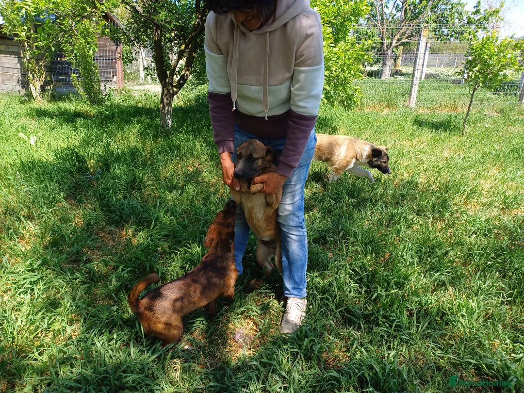Mixed Breed dogs for adoption: BLUE, a Lovely Puppy Boy - for a Loving Home in Nottingham - Advert 15