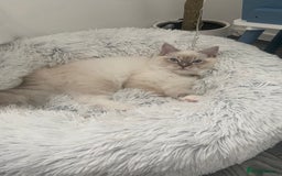 Ragdoll cats for sale: Handsome Ragdoll boy - Image 2