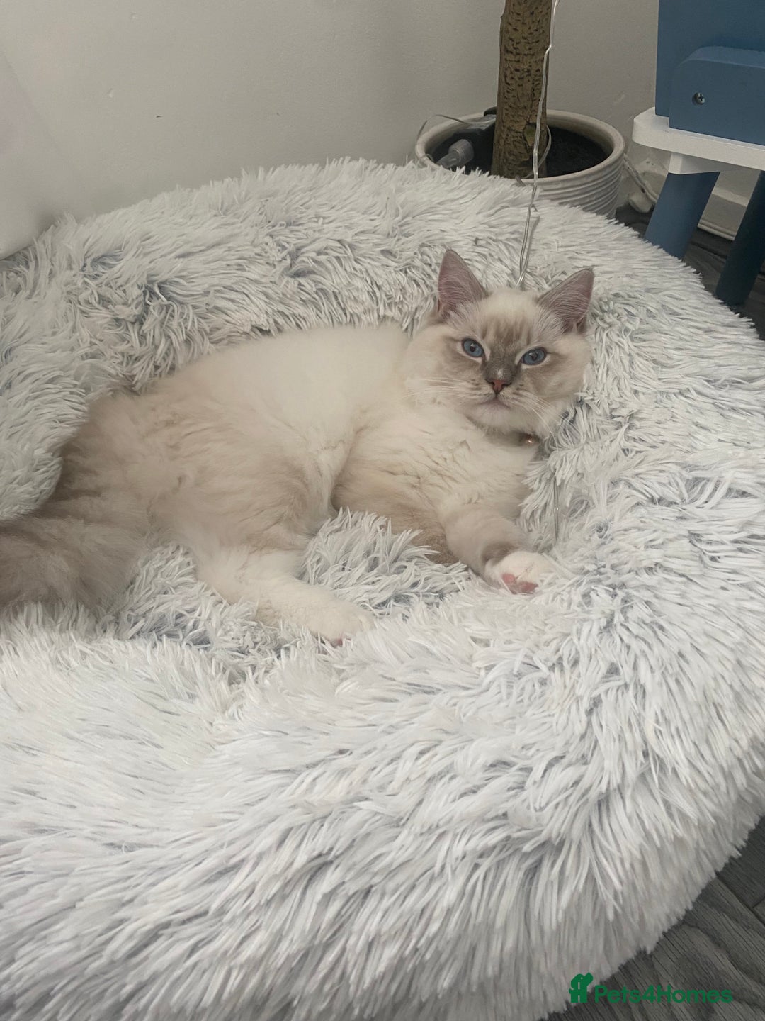 Ragdoll cats for sale: Handsome Ragdoll boy - Image 2