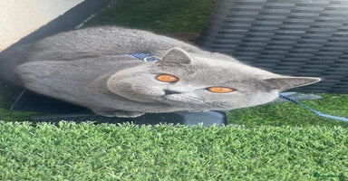 British Shorthair cats - Advert 5