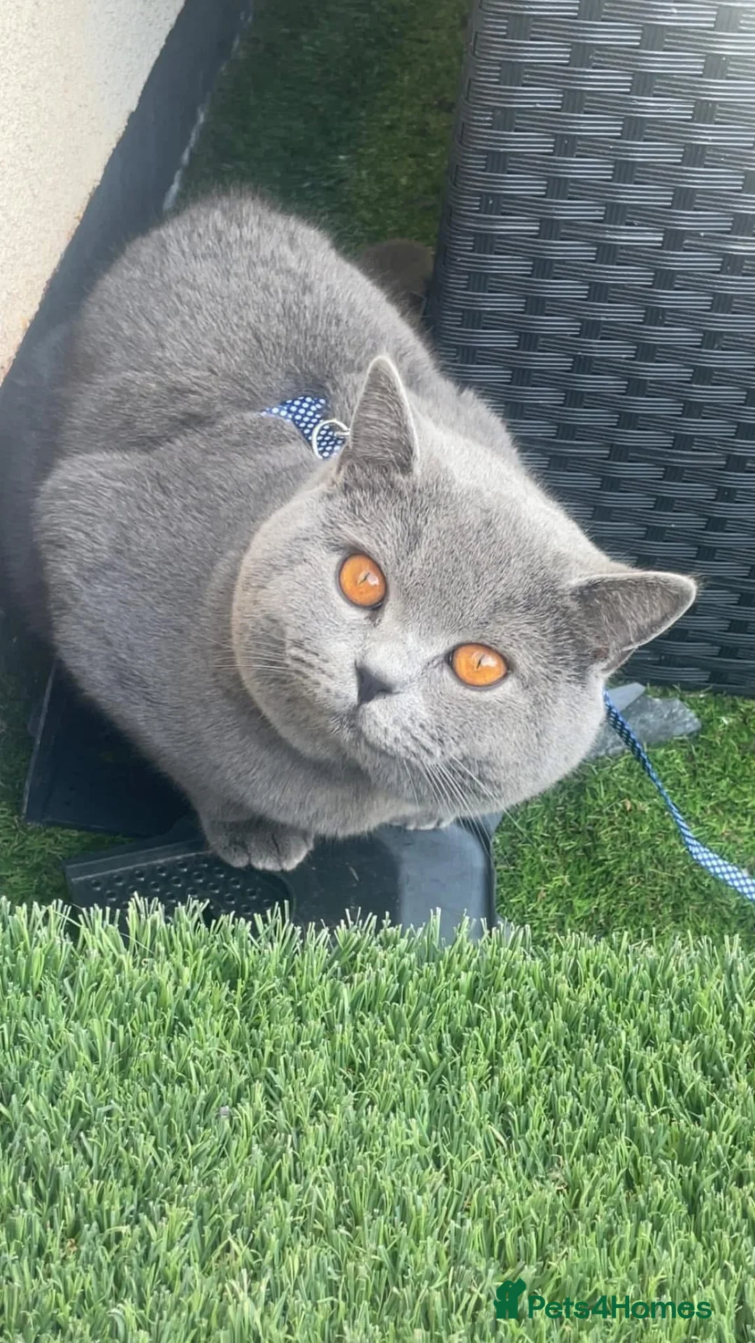 British Shorthair cats for stud: STUD Buddy the bear - Advert 2