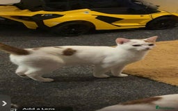 Mixed Breed cats for sale: Two cats for adoption - Image 3