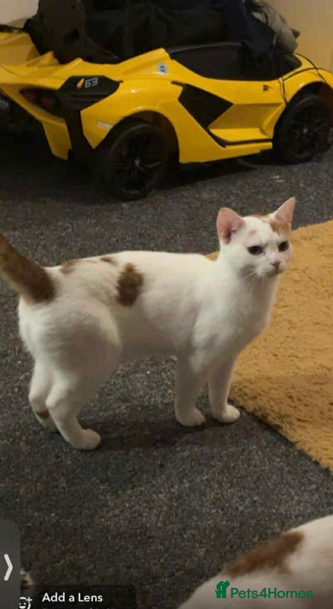 Mixed Breed cats for sale: Two cats for adoption - Image 3