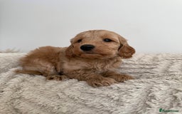 Cockapoo dogs for sale: Stunning F1B Merle Cockapoo Puppies!!!! - Image 18