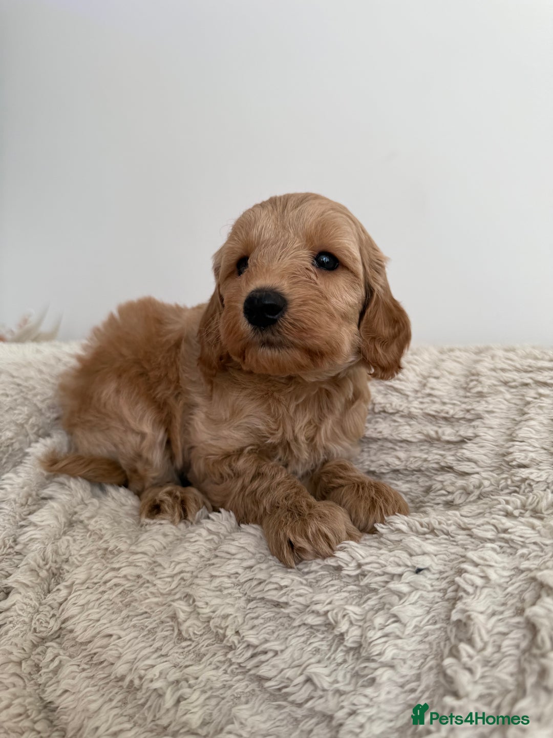 Cockapoo dogs for sale: Stunning F1B Merle Cockapoo Puppies!!!! - Image 18