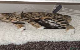 Bengal cats for sale: 🐾 Two Playful Tabby Male Kittens for Loving Homes - Image 9
