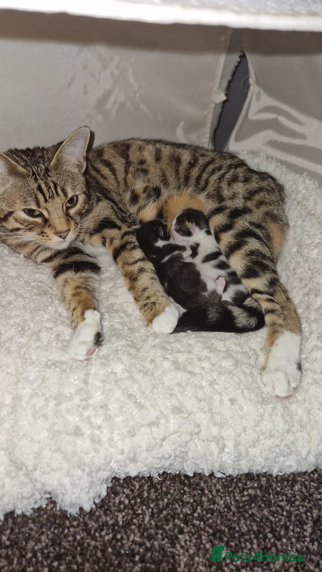Bengal cats for sale: 🐾 Two Playful Tabby Male Kittens for Loving Homes - Image 9