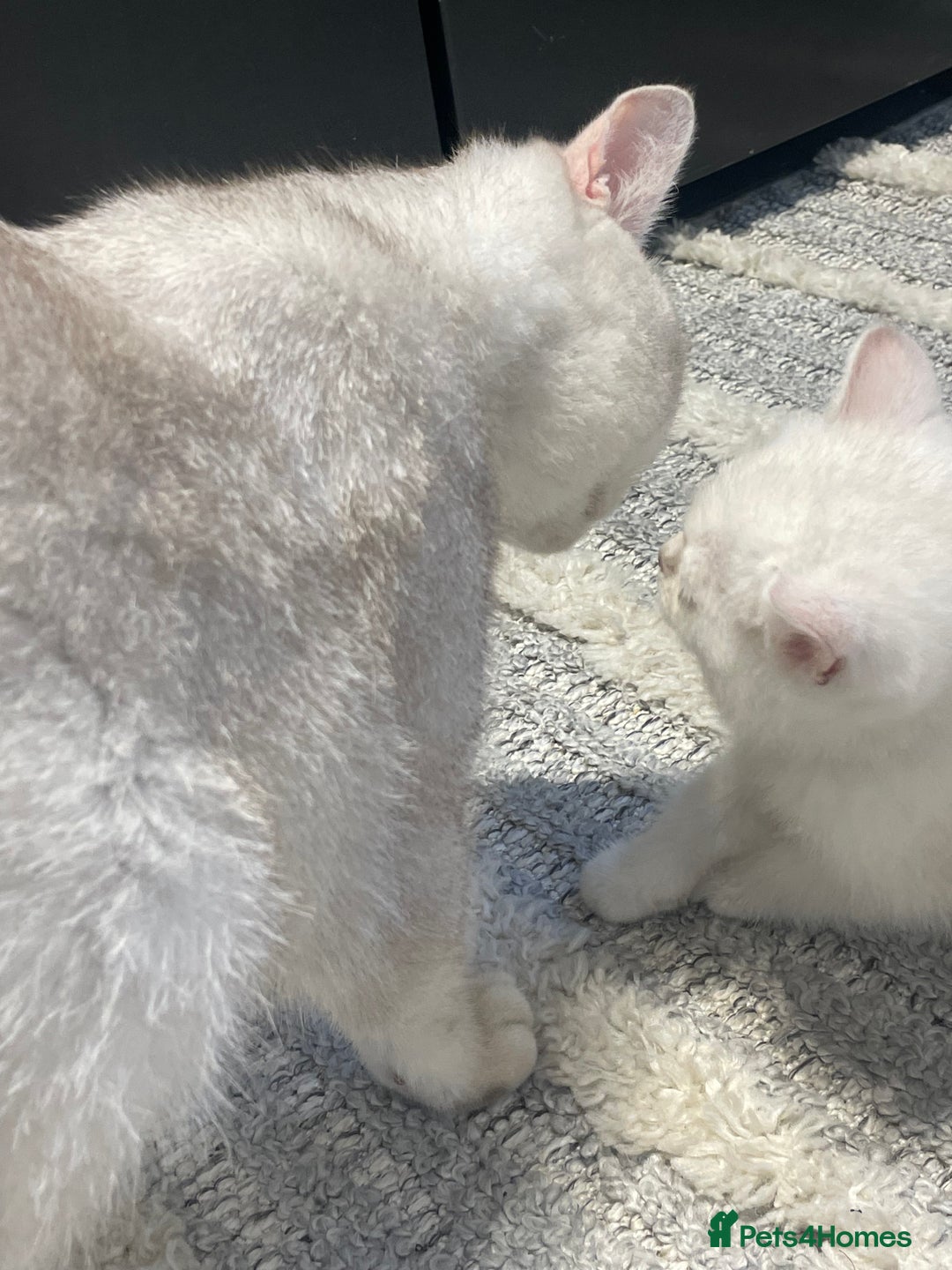 British Shorthair cats for sale: Outstanding bsh baby’s ready now - Image 20
