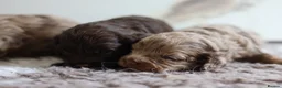 Cavapoo dogs for sale: F1 rare chocolate/choc Merle Cavapoo pups - Advert 16