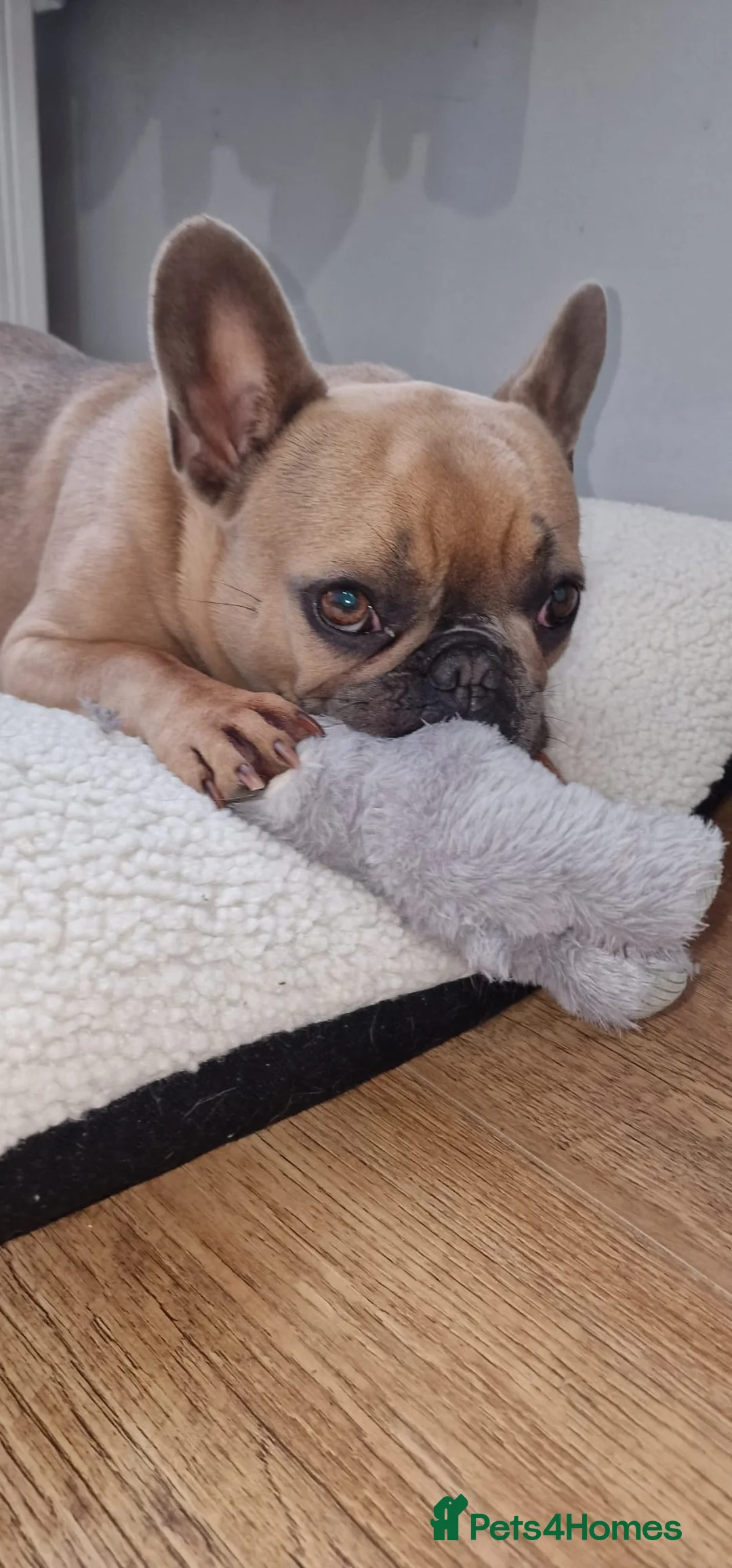 French Bulldog dogs for sale: Babe  - Advert 2