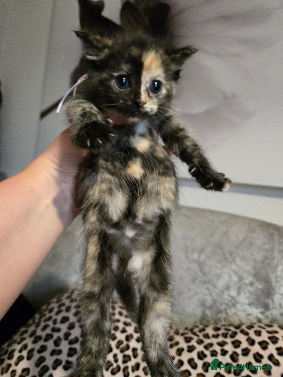 Mixed Breed cats for sale: 7 Half-Ragdolls  - Image 4