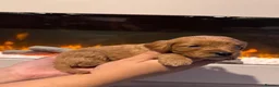Cavapoo dogs for sale: 8 Beautiful Cavapoo pups - Advert 18