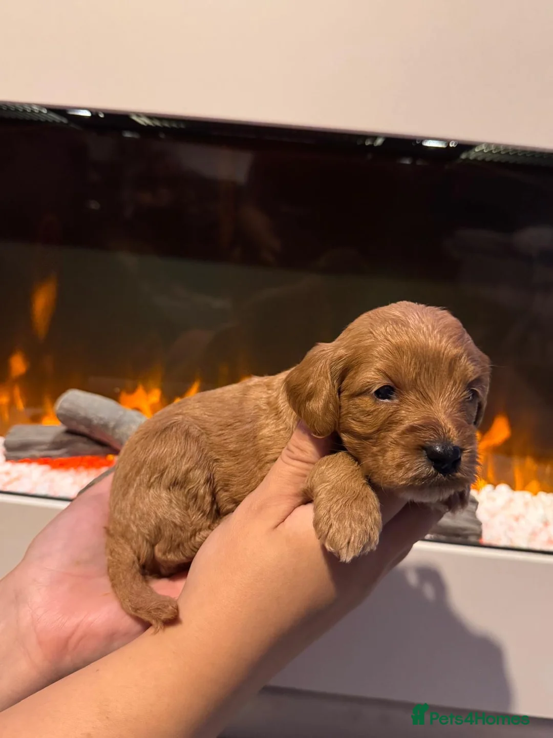 Cavapoo dogs for sale: 8 Beautiful Cavapoo pups - Advert 18
